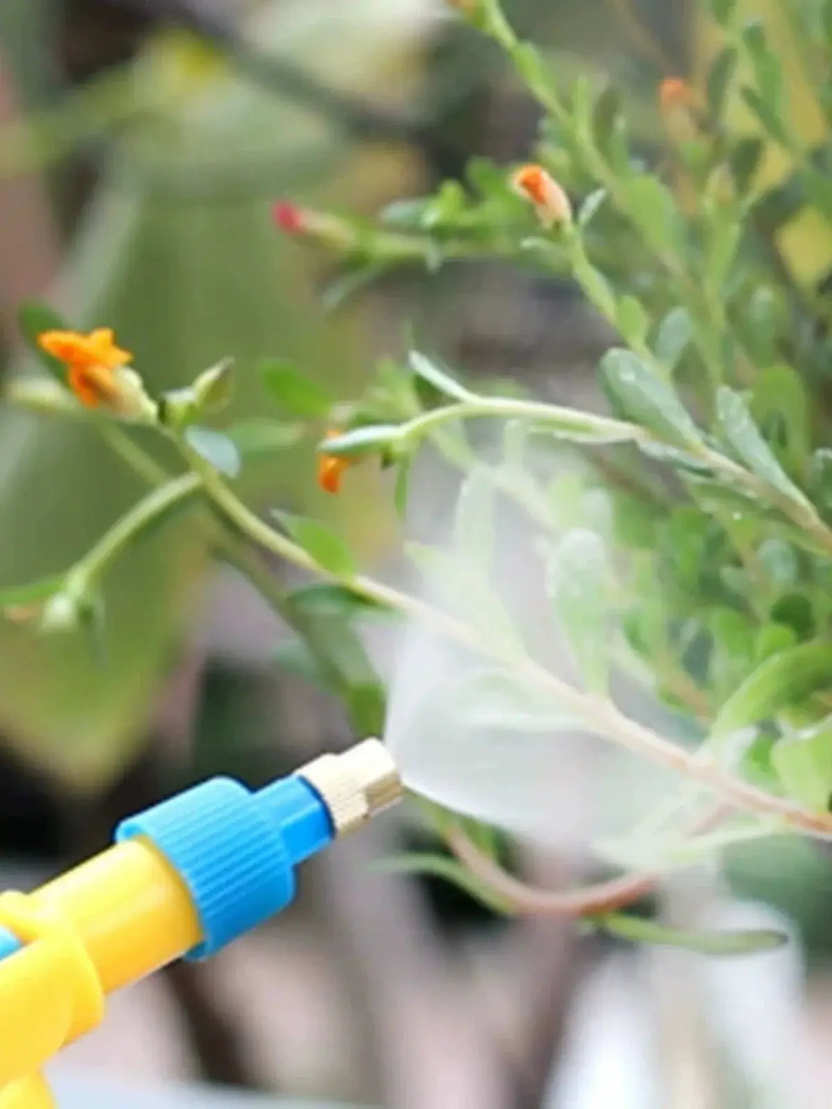 Beverage Bottle Sprayer nozzle misting water on green plants for watering and disinfection purposes.