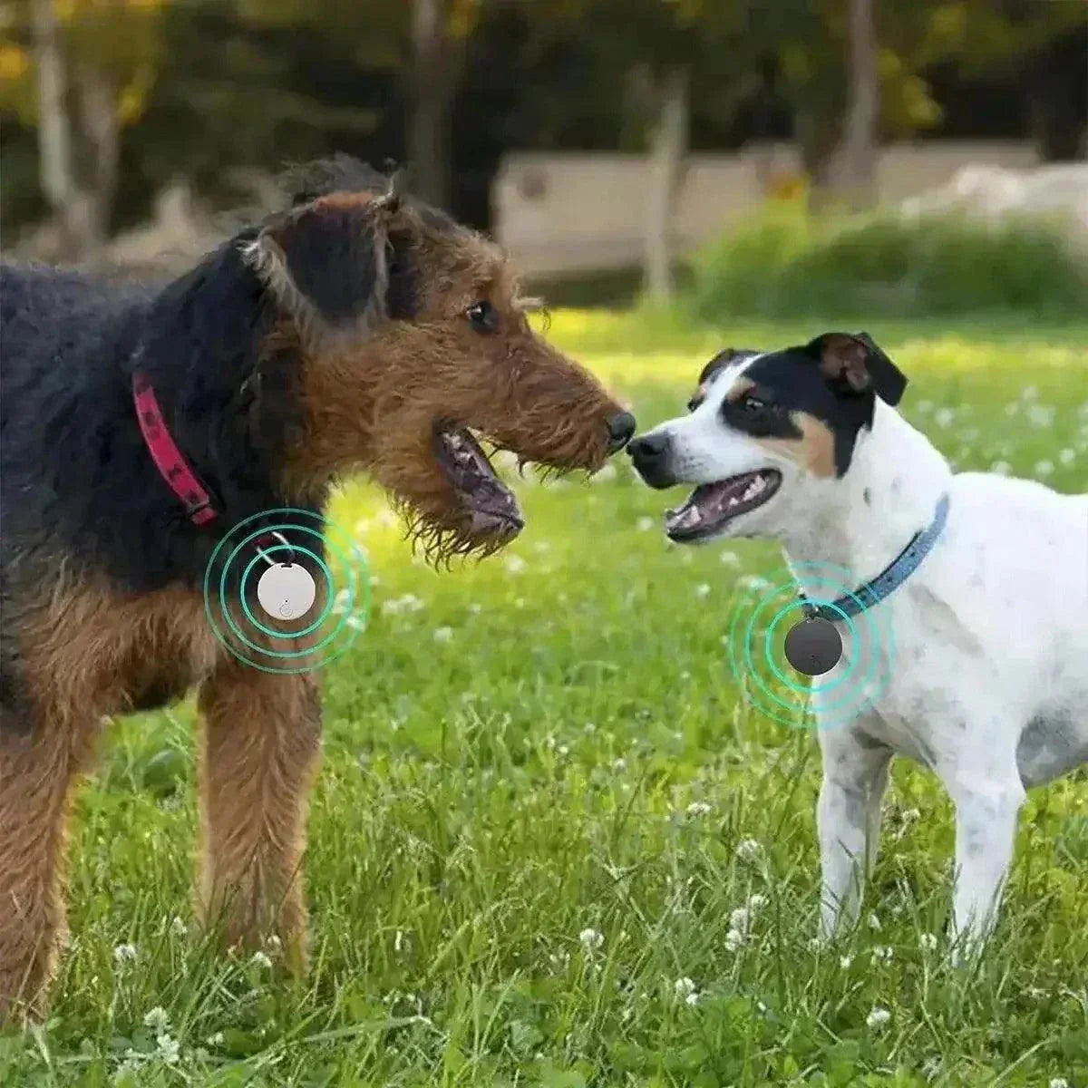 Two dogs wearing Bluetooth GPS devices for tracking in real-time.